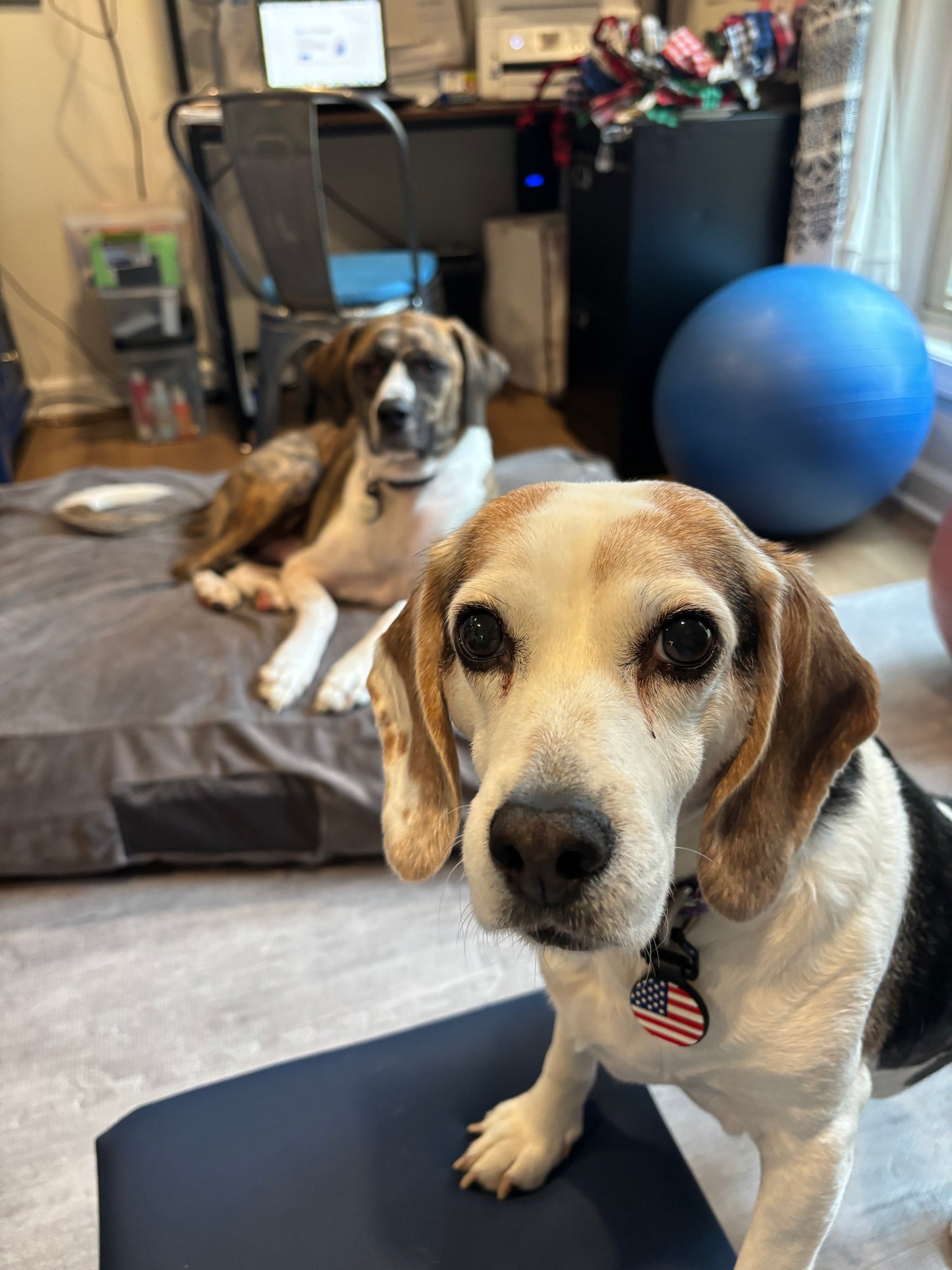Rescue Dog soy candle