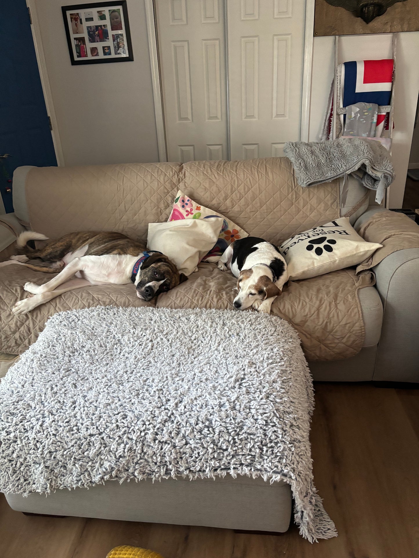 OUTLAW OATS FLAVORED BISCUITS